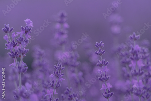 Lavender flower field. Violet lavender field sanset close up. Lavender flowers in pastel colors at blur background. Nature background with lavender in the field.