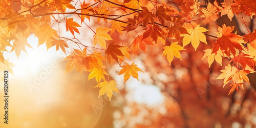 Herbstblätter Gelb und Orange im Gegenlicht Nahaufnahme, ai generativ