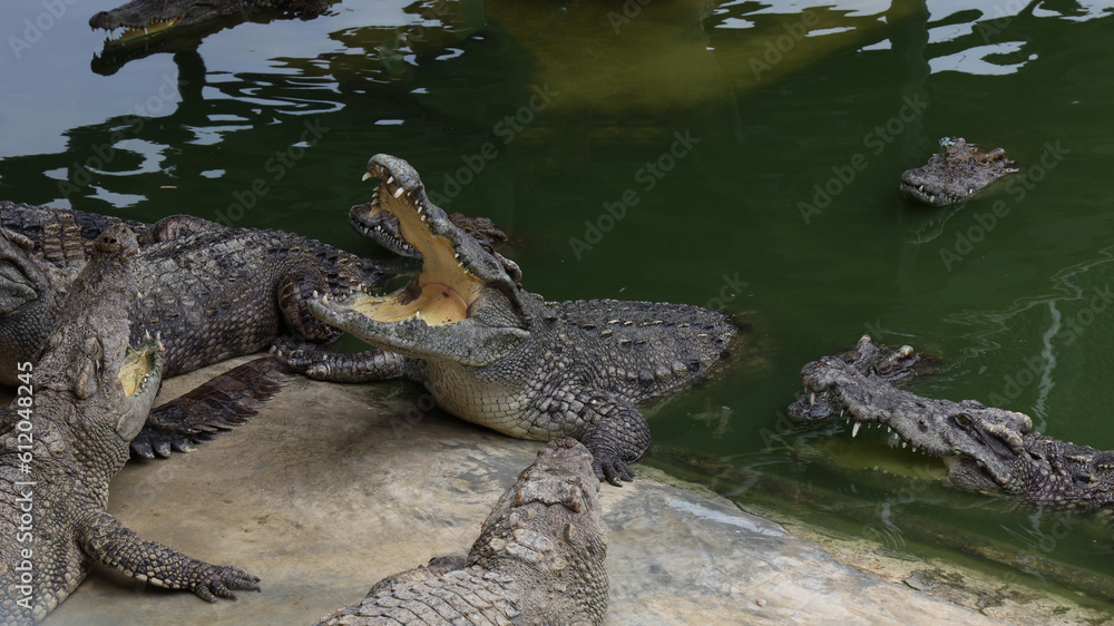 The crocodile swimming on the river near canal The crocodile swimming on the river near canal