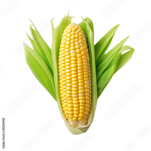 Yellow open sweet corn fresh food agriculture isolated 