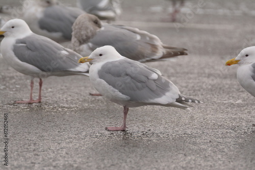 Seagulls in a parking lot