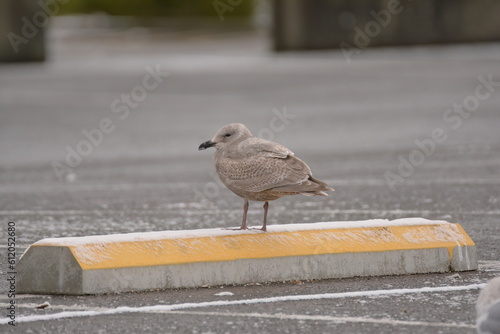 Lone seagull in a parking lot