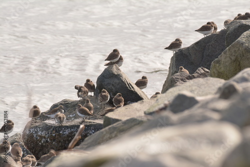 Birds resting on rocks along the coast