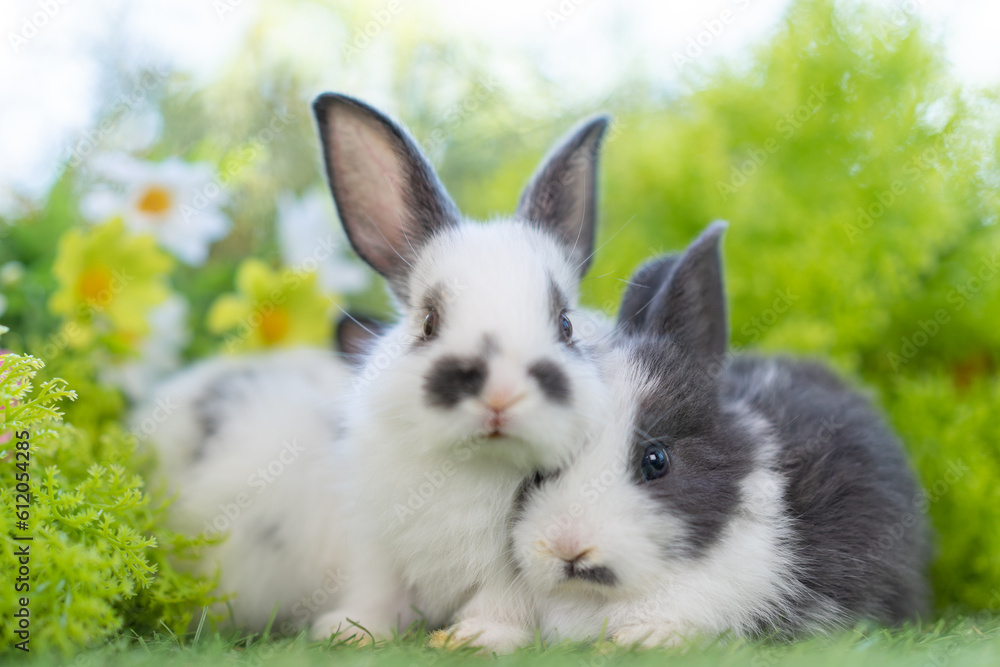 adorable young cute rabbit lying on green grass in home garden with natural blurred background, closed up of fluffy Easter bunny sitting lovely little pet playing at park on spring summer day adorable young cute rabbit lying on green grass in home garden with natural blurred background, closed up of fluffy Easter bunny sitting lovely little pet playing at park on spring summer day
