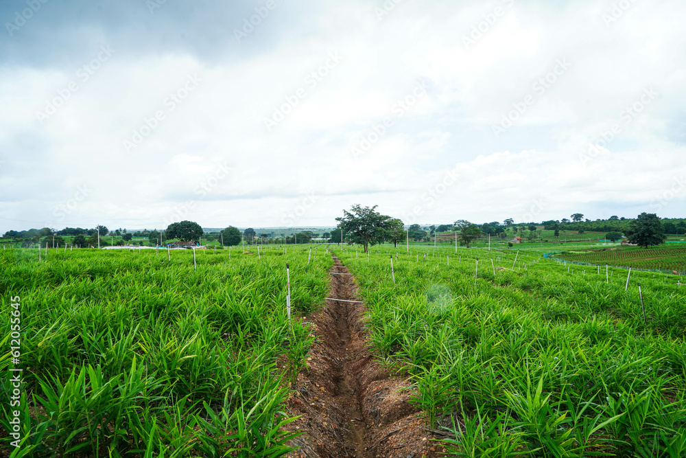 Commercial cultivation of ginger in a village agriculture field