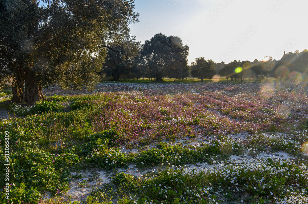 blooming wildflowers on the meadow in olive garden at spring (Alacati , Izmir province, Turkiye) blooming wildflowers on the meadow in olive garden at spring (Alacati , Izmir province, Turkiye)