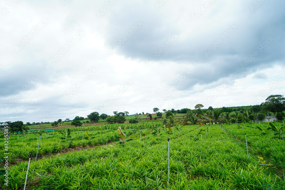 Commercial cultivation of ginger in a village agriculture field
