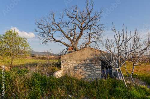 old stone country house and big tree surrounded by farmlands (Alacati, Izmir province, Turkiye)