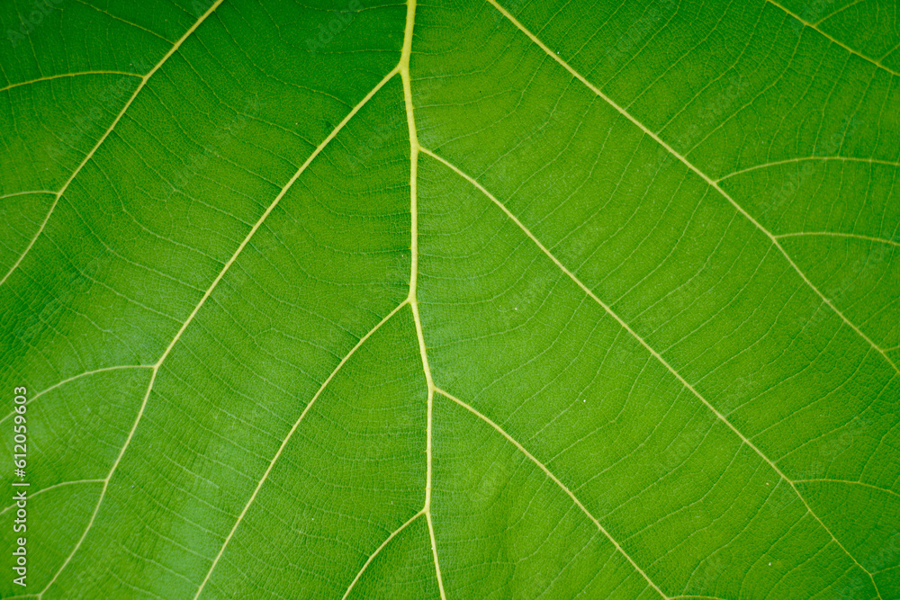 Obraz premium Green background of plant leaves. Abstract floral background, Fresh green young leaves in the spring. Texture background for design