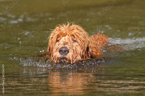 Closeup of a Swimming Goldendoodle Puppy