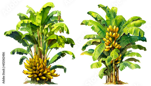 Watercolor banana tree isolated on white background. PNG transparent background. AI Generative.