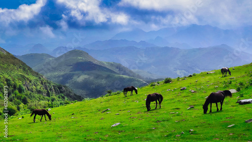 A herd of semi-wild horses grazing in the mountain of Sierra del Sueve, Parres municipality, Asturias, Spain