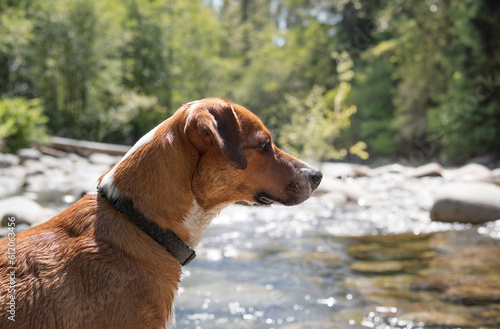 Curios dog staring at something in front of defocused river and forest. Side view of brown puppy dog hunting, or with focused body language. Female Harrier mix dog, medium size. Selective focus.