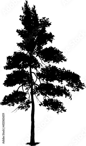 tree pine silhouette  cypress evengreen vector  cedar forest wood illustration  conifer tree logo template  tattoo design  white and black drawing illustration  icon tree template.