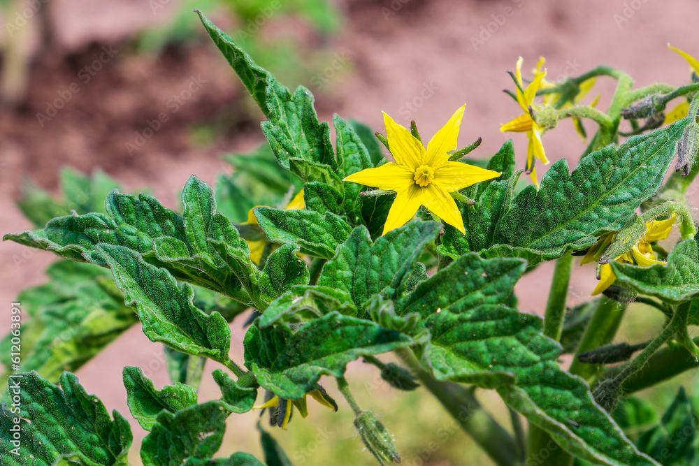 Tomato blossoms. Close-up view of the yellow flower and green foliage Tomato blossoms. Close-up view of the yellow flower and green foliage
