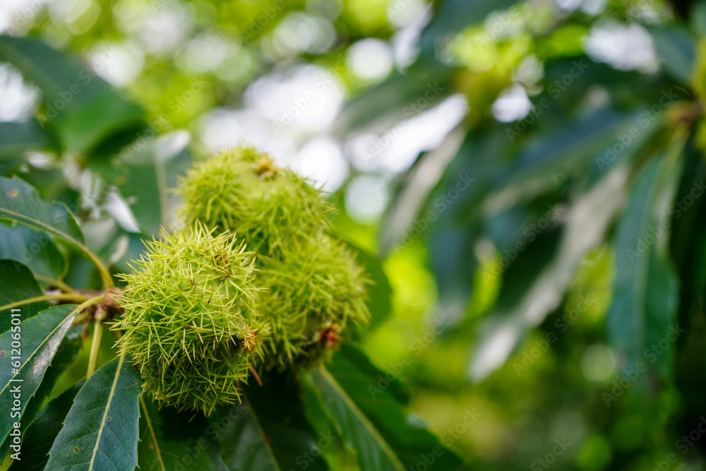Close up of sweet chestnuts growing in a tree Close up of sweet chestnuts growing in a tree
