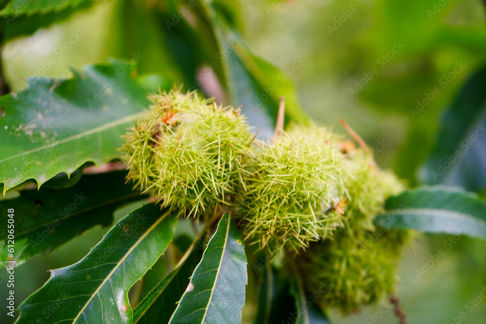 Close up of sweet chestnuts growing in a tree Close up of sweet chestnuts growing in a tree