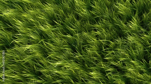 green grass texture gras texture
