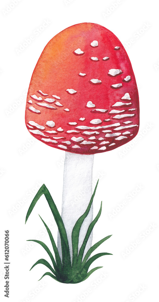 Watercolor illustration of fly agaric, red mushroom. For book, postcard, print.
