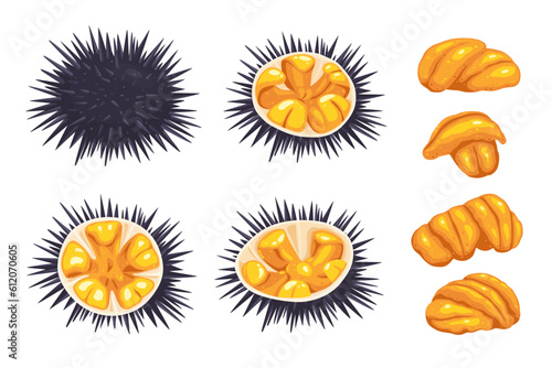 Sea urchin isolated on white background, vector illustration photo