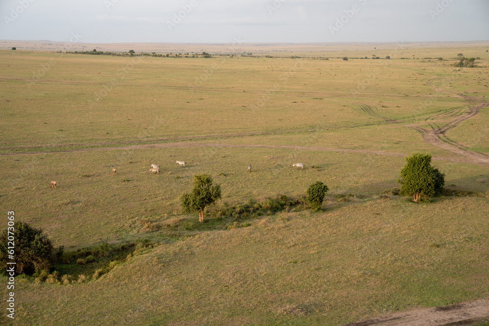 Zebras and wildebeests in the Masaai Mara Reserve in Kenya, Africa as seen from a hot air balloon ride