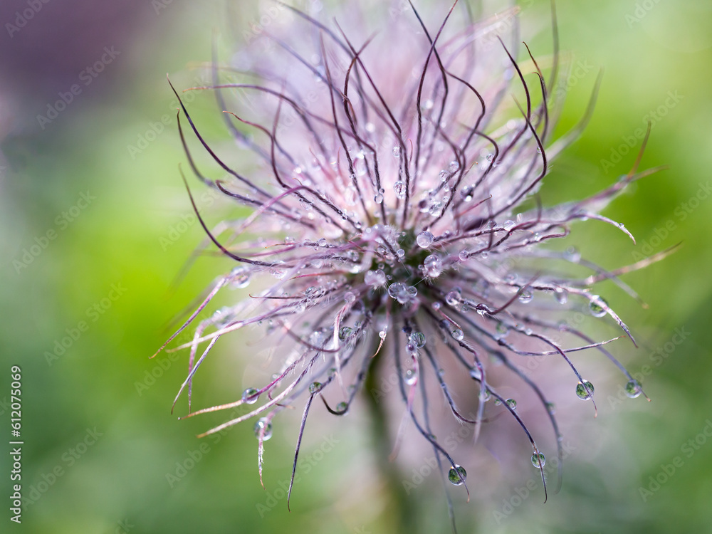 Selective focus backlit view of beads of water on the silky seed-heads of the pasqueflower after the bloom Selective focus backlit view of beads of water on the silky seed-heads of the pasqueflower after the bloom