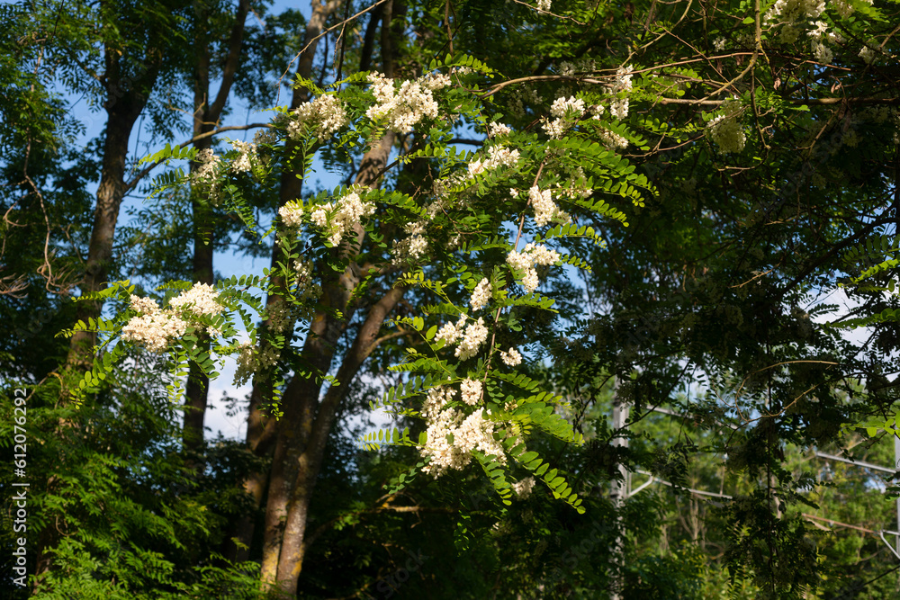 Fototapeta premium Acacia, Robinier, Robinia pseudacacia