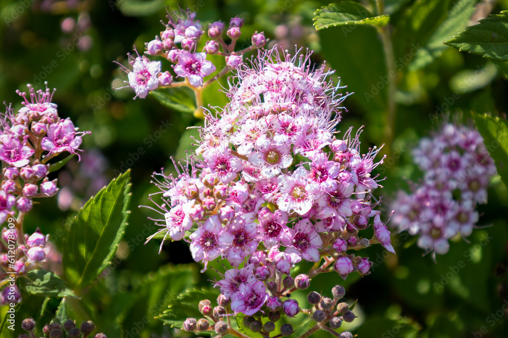 Beautiful spiraea japonica with the purple and pink tinted small flowers and the fresh green leaves as a background Beautiful spiraea japonica with the purple and pink tinted small flowers and the fresh green leaves as a background