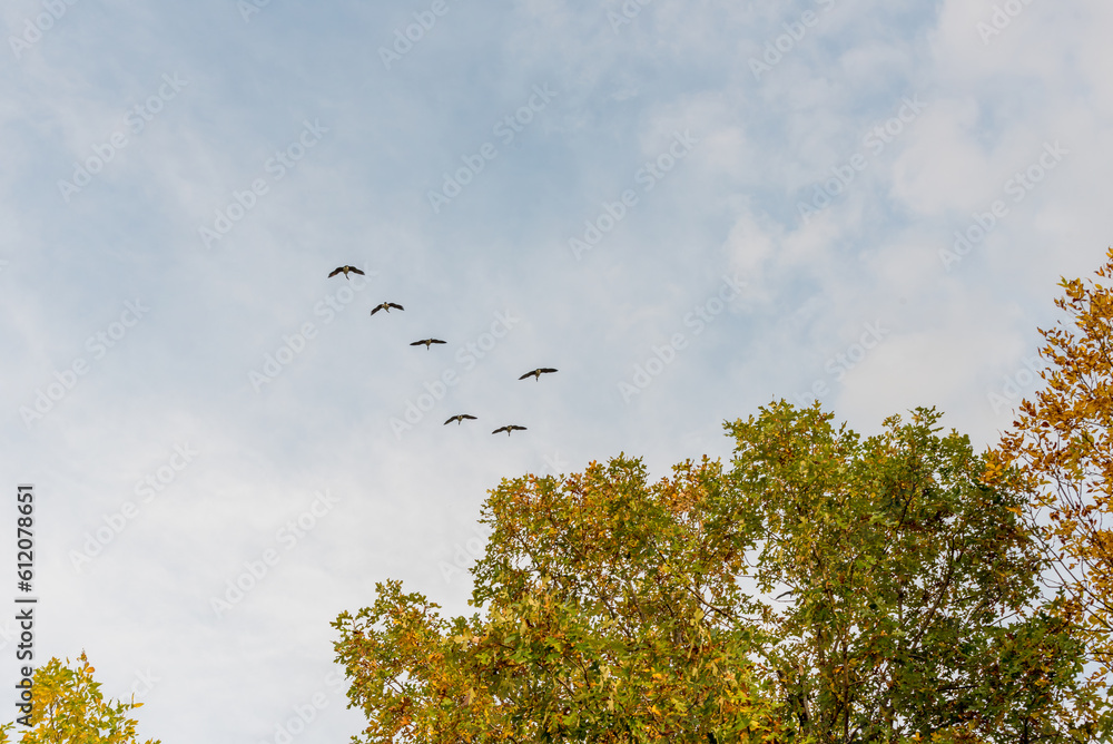 A Flock Of Canada Geese Flying During Fall Migration A Flock Of Canada Geese Flying During Fall Migration