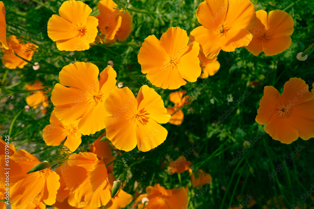 Abundance of wild Californian poppies seen in full bloom at a garden centre. The bright orange colour is evident. Abundance of wild Californian poppies seen in full bloom at a garden centre. The bright orange colour is evident.