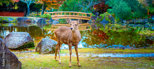 Japan. Nature Park in Nara....
