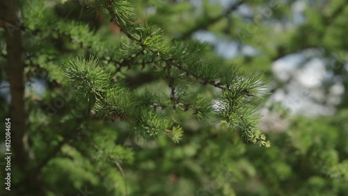 Slow motion handheld shot of green larch bracnhes on a sunny day photo