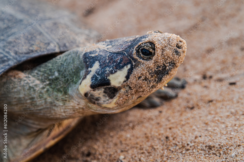 Obraz premium The Arrau turtle (Podocnemis expansa), also known as the giant South American turtle.is the largest of the side-neck turtles and the largest freshwater turtle in Latin America.