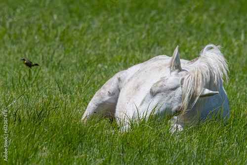 White horse galloping through green meadow