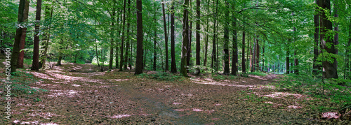 The parting of forest paths in the forest in Rybnik Ochojec in spring. Panoramic view