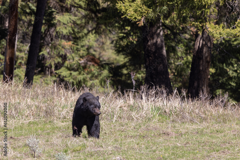 Black Bear in Yellowstone National Park In spring Black Bear in Yellowstone National Park In spring