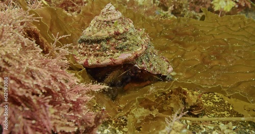 Large hermit crab in wavy turban shell. photo