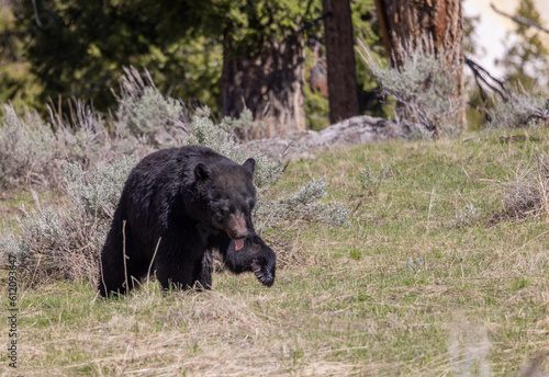 Black Bear in Yellowstone National Park In spring