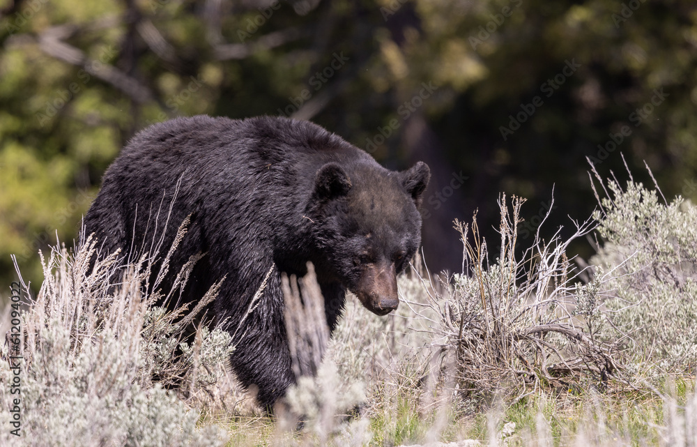 Black Bear in Yellowstone National Park In spring Black Bear in Yellowstone National Park In spring