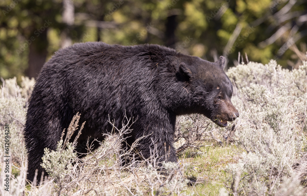 Black Bear in Yellowstone National Park In spring Black Bear in Yellowstone National Park In spring