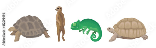 African Animal with Huge Turtle, Meerkat and Chameleon Vector Set