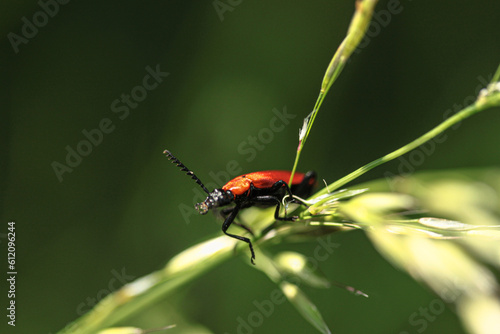 macro in the light