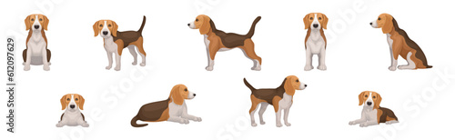 Beagle Dog Breed in Different Poses Vector Set