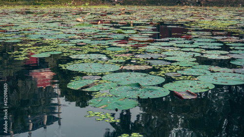 water lily in the pond