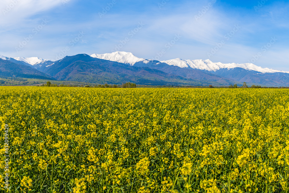 Field of rape plants with snow covered mountain peaks in the background by the road; organic farming of rape plants in Transylvania, Romania; rapeseed oil source