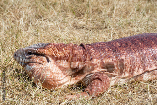 Argentinian red tegu lizard Salvator rufescens common in exotic pet trade