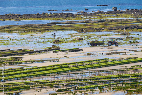 Oyster farm in Brittany during low tide