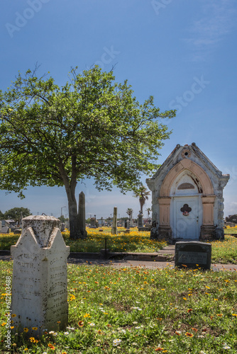 Spring wildflowers in historic cemetery