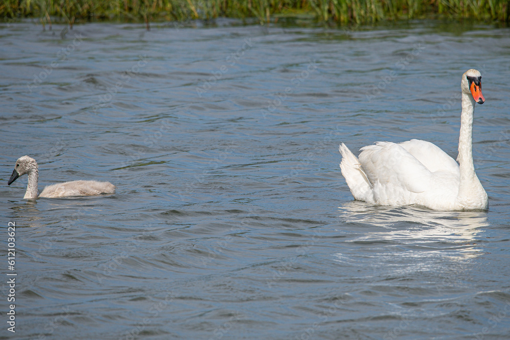 Majestic swan duo a loving family swimming harmoniously in the lake Majestic swan duo a loving family swimming harmoniously in the lake