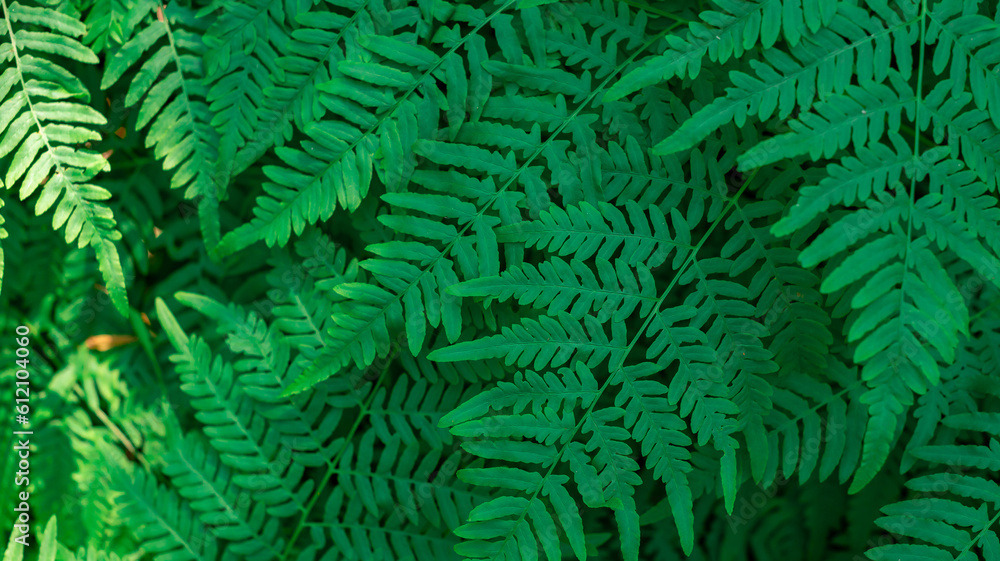 A dense fern in a green forest. The fern pattern